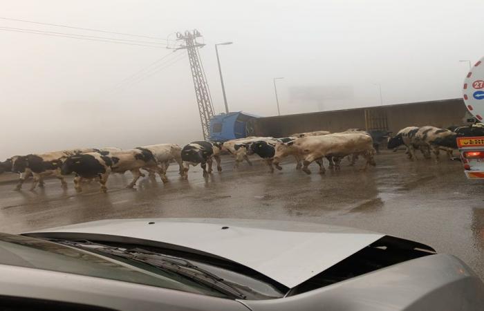 بالفيديو: شاحنة تقطع طريق ضهر البيدر